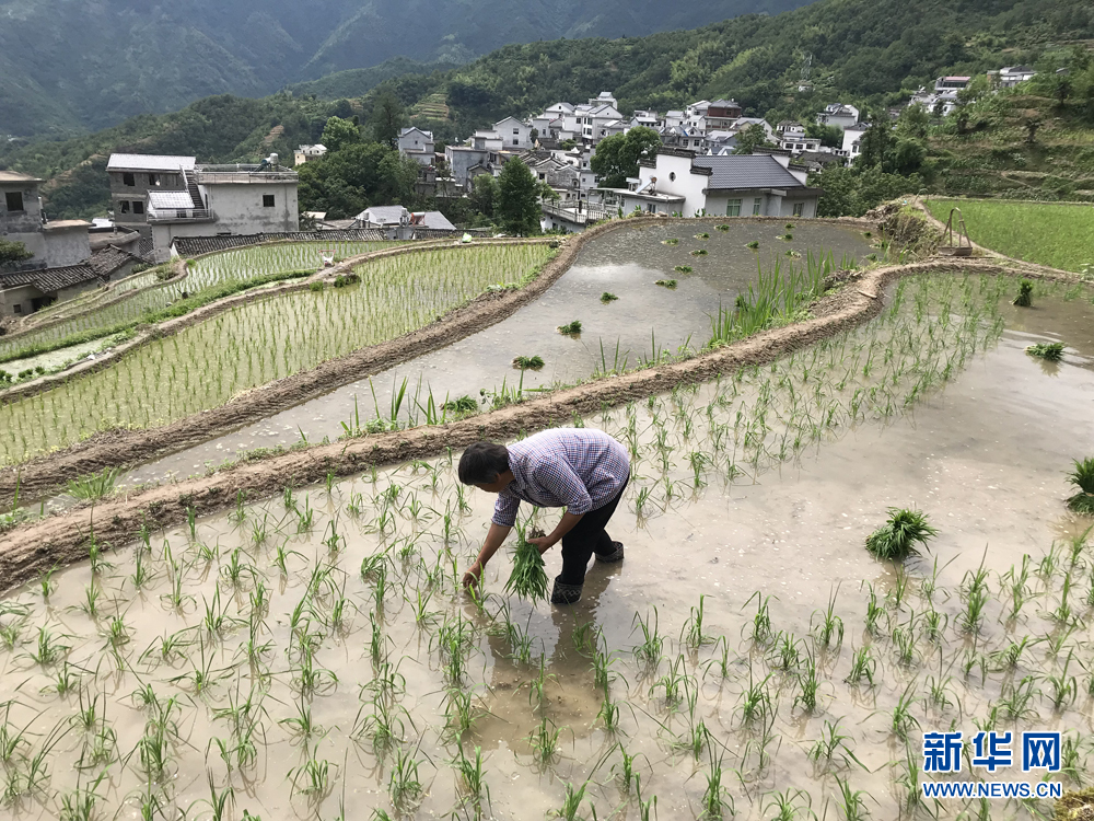 安徽：层层叠叠入画卷 手把青秧插满田