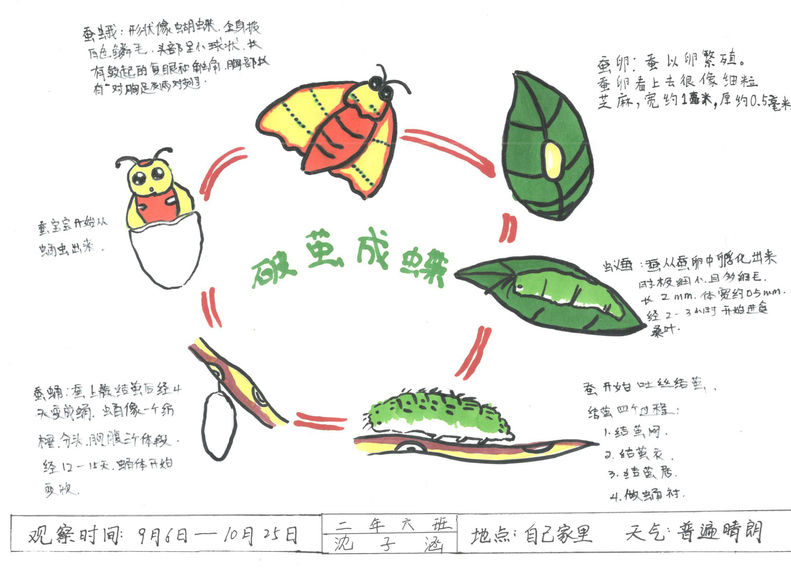 手绘梦想汇聚希望 沈阳市青少年自然笔记大赛二等奖作品揭晓