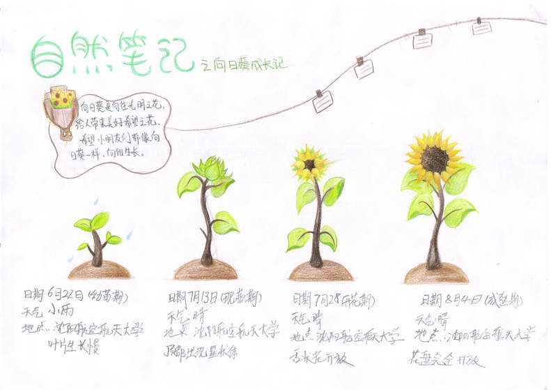 手绘梦想汇聚希望 沈阳市青少年自然笔记大赛二等奖作品揭晓