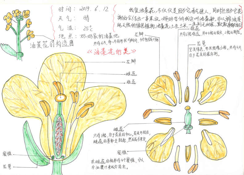 手绘梦想汇聚希望 沈阳市青少年自然笔记大赛二等奖作品揭晓