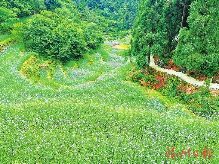 相约鼓岭“普罗旺斯”邂逅浪漫紫色花海