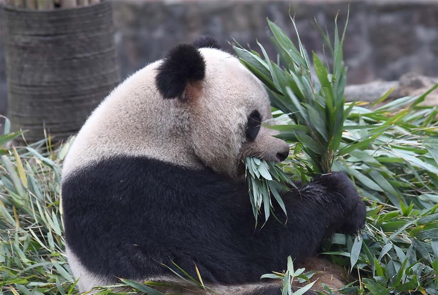 图片默认标题