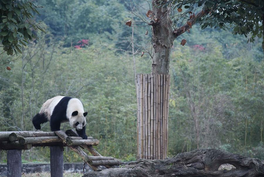 图片默认标题