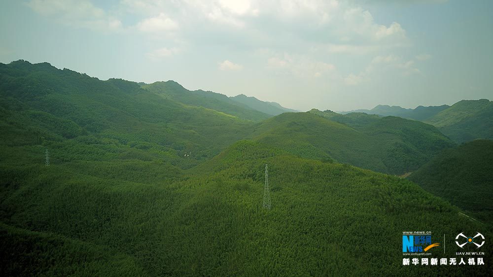 满眼翠绿满山竹 鸟瞰重庆梁平百里竹海