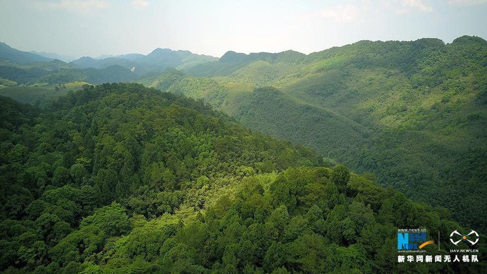 满眼翠绿满山竹 鸟瞰重庆梁平百里竹海