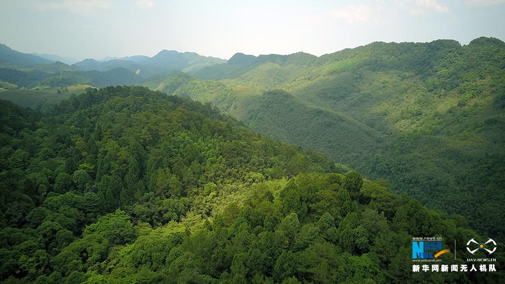 满眼翠绿满山竹 鸟瞰重庆梁平百里竹海