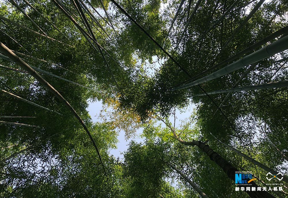 满眼翠绿满山竹 鸟瞰重庆梁平百里竹海