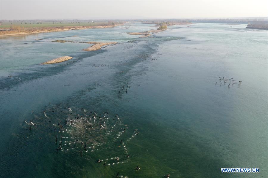 Birds seen in Yellow River Wetland National Nature Reserve in Luoyang City