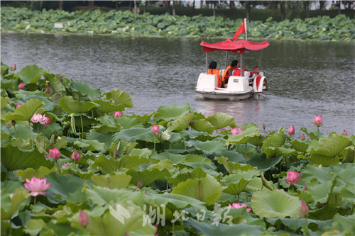 沙湖公园第五届荷花展开幕