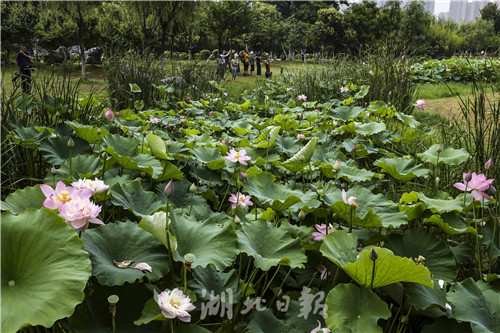 沙湖公园第五届荷花展开幕