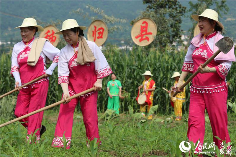 湖北秭归举办薅草锣鼓大赛