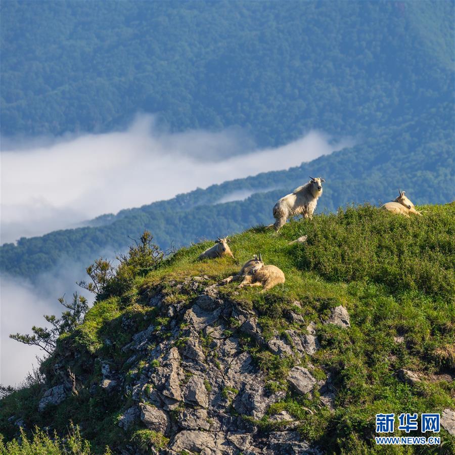 陕西秦岭羚牛种群数量稳中有增