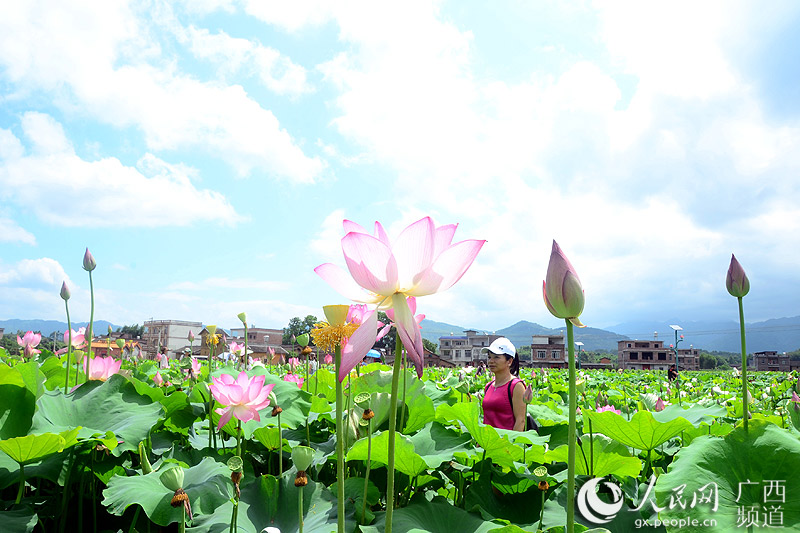 【焦点图】【广西要闻】【移动端0标题列表】广西平桂区首届荷花艺术节盛大开幕迎客来