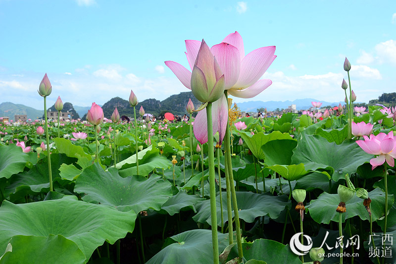 【焦点图】【广西要闻】【移动端0标题列表】广西平桂区首届荷花艺术节盛大开幕迎客来