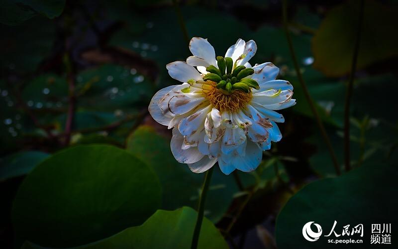 四川叙永：朵朵荷花醉游人