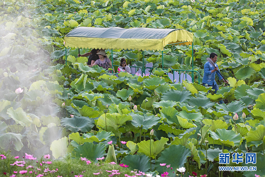 重庆：仲夏时节 到永川赏荷采莲