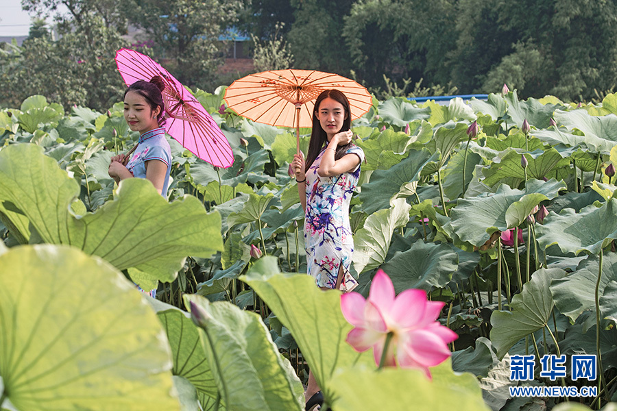 重庆：仲夏时节 到永川赏荷采莲