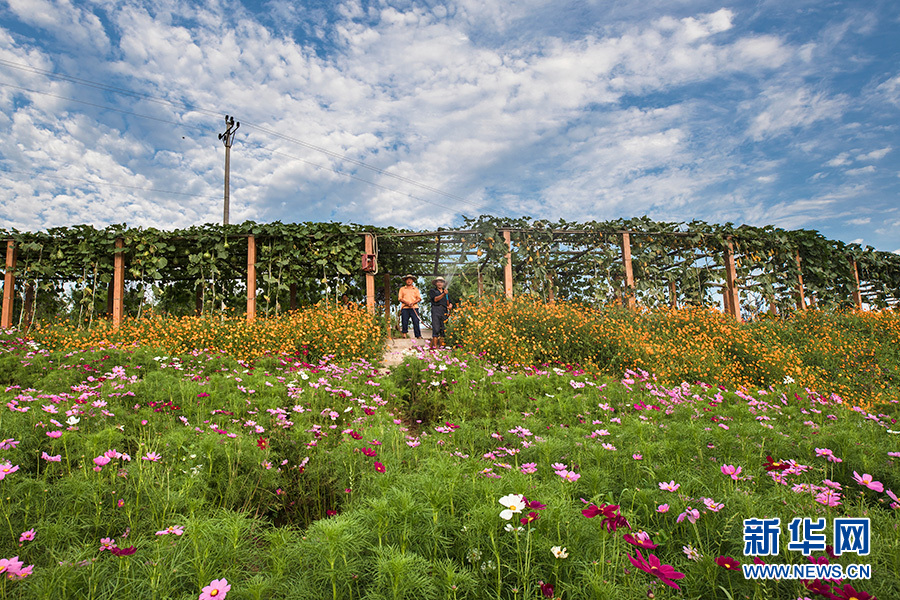 重庆：仲夏时节 到永川赏荷采莲