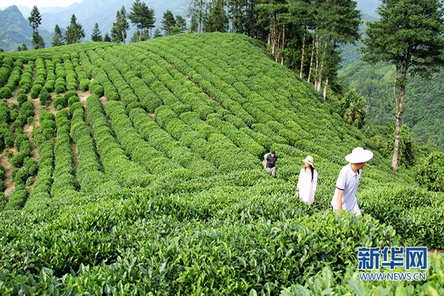 陕西镇巴：夏日采茶忙