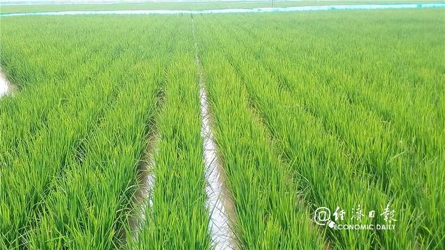 中国海水稻区域试验种植平均亩产超400公斤