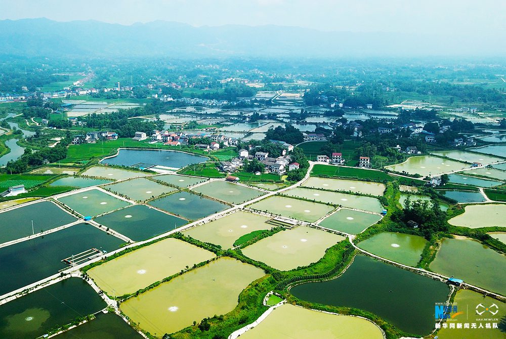 航拍重庆川西村：半亩方塘翠 千顷稻田棋