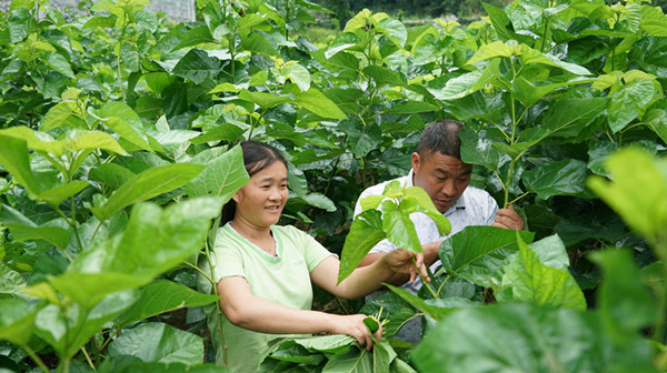 百色市凌云县：种桑养蚕助农增收