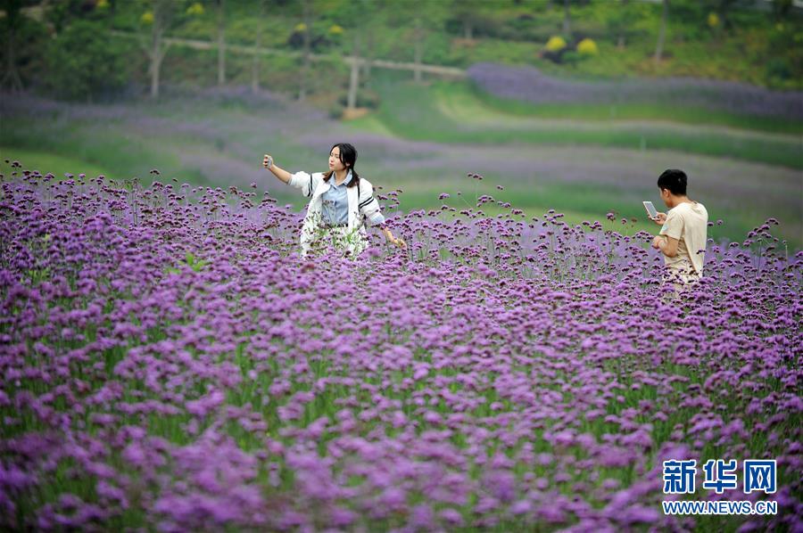 贵州瓮安：荒坡变花海 美景引客来