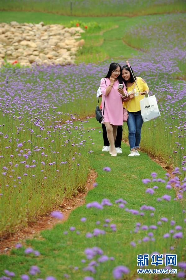 贵州瓮安：荒坡变花海 美景引客来