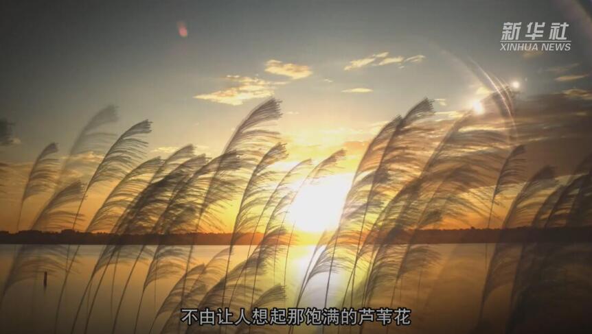 《记录雄安》第十一集：芦苇婆娑画中情