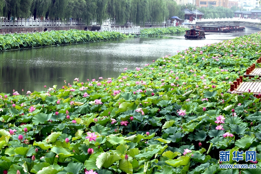 许昌：泛舟湖面赏荷花