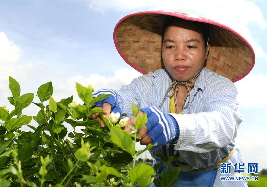 “中国茉莉之乡”茉莉花全面上市