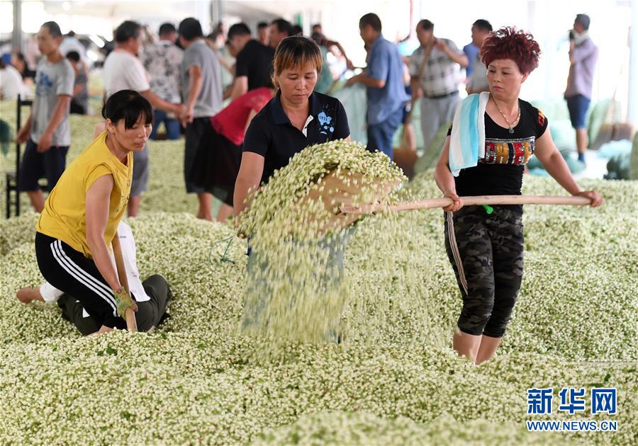 “中国茉莉之乡”茉莉花全面上市