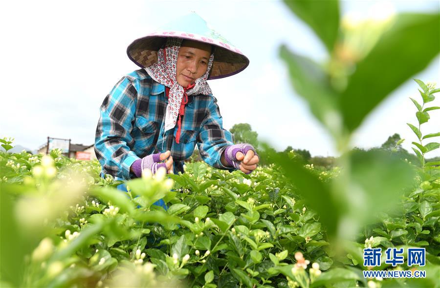 “中国茉莉之乡”茉莉花全面上市