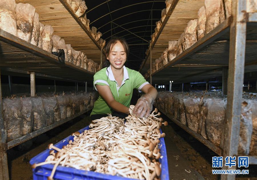 贵州松桃：变废为宝发展食用菌产业