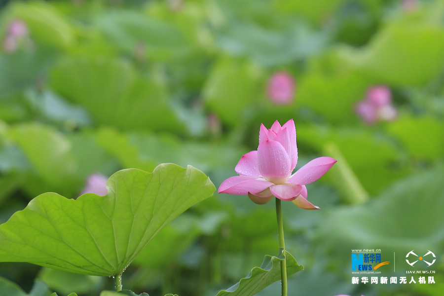 广东：夏日莲叶田田 “误入”水乡听雨