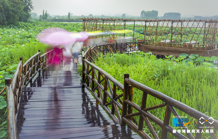 广东：夏日莲叶田田 “误入”水乡听雨