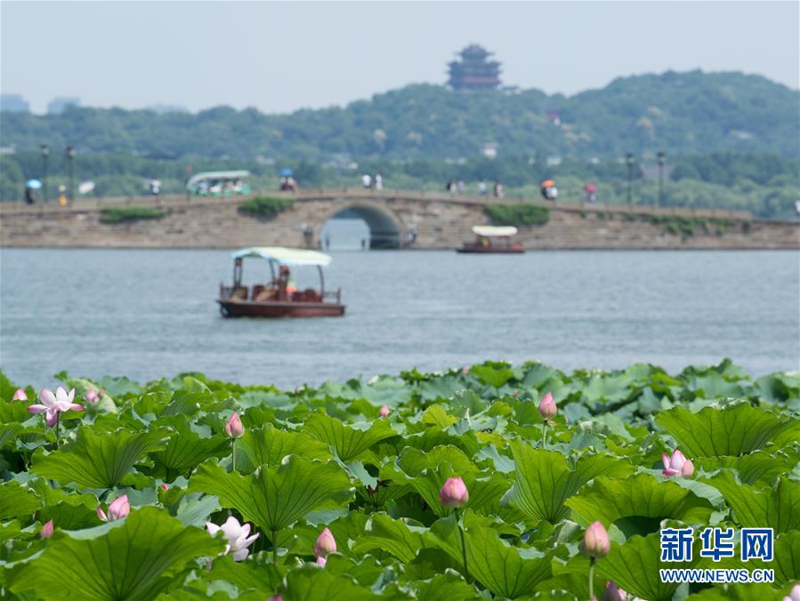 浙江杭州：西湖荷花盛开