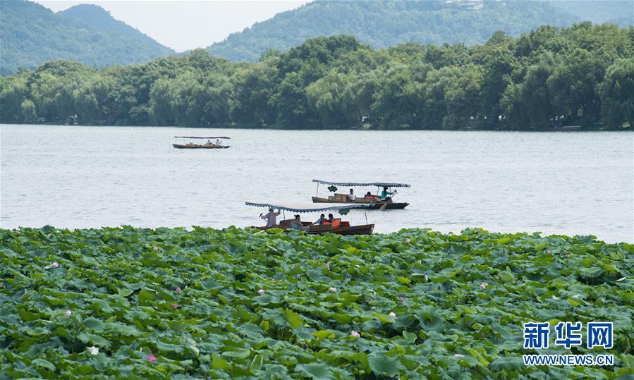 浙江杭州：西湖荷花盛开