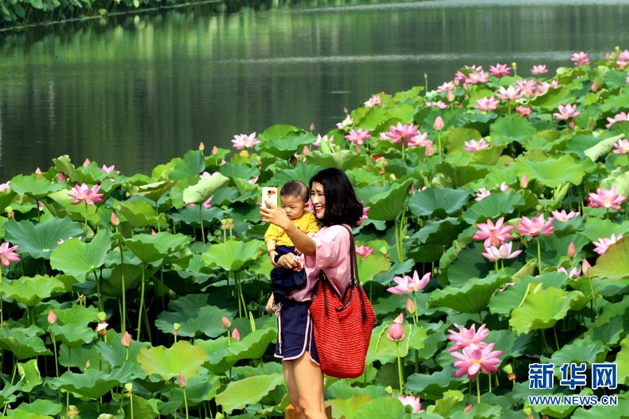 河南许昌：荷花香飘护城河