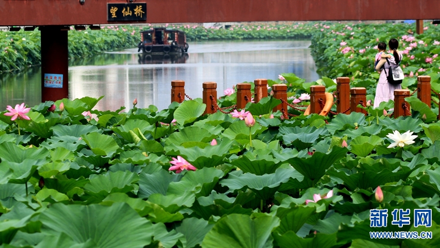 河南许昌：荷花香飘护城河