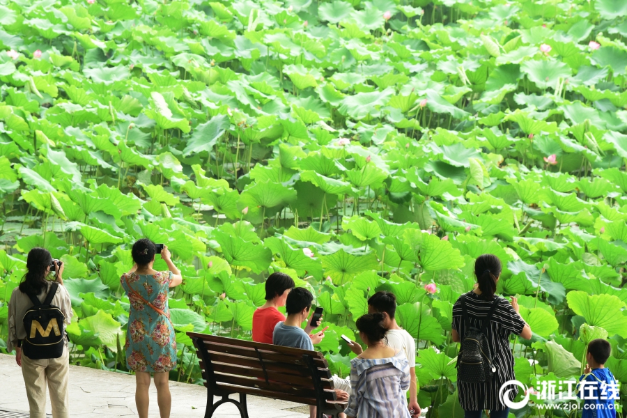 杭州：梅雨暂歇好赏荷