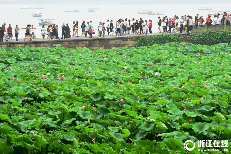 杭州：梅雨暂歇好赏荷