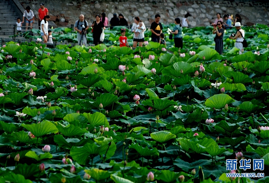 河南郑州：夏日赏荷