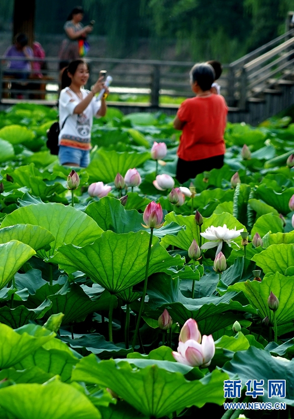 河南郑州：夏日赏荷