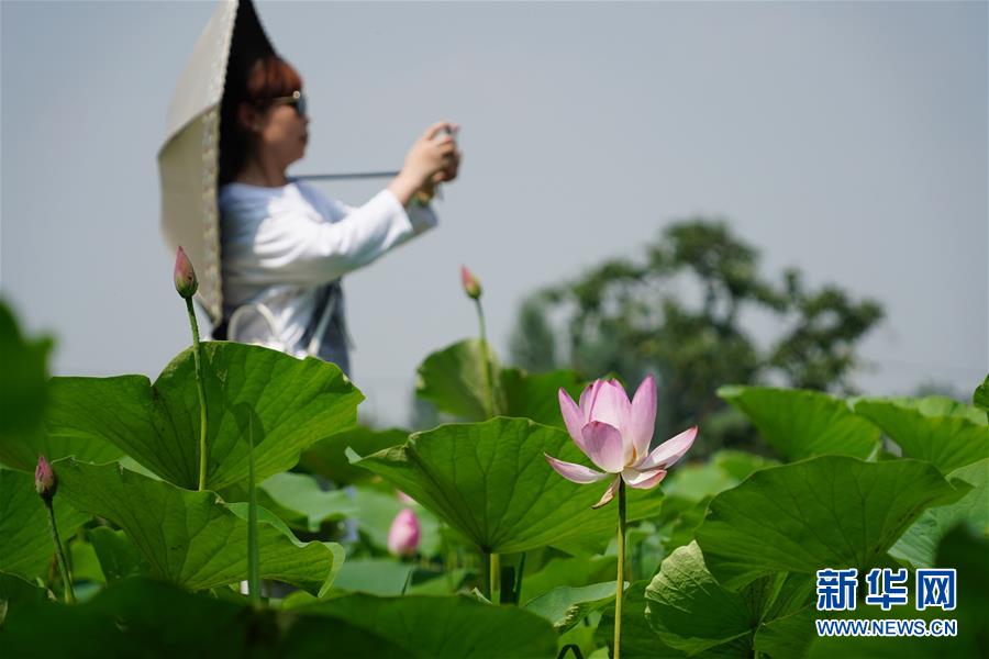 陕西：美丽长安花常开