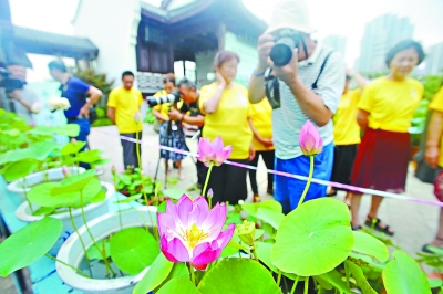 武汉斗荷擂台赛决出“花魁” 一盆碗莲花开十朵“荷花花王”获奖千元