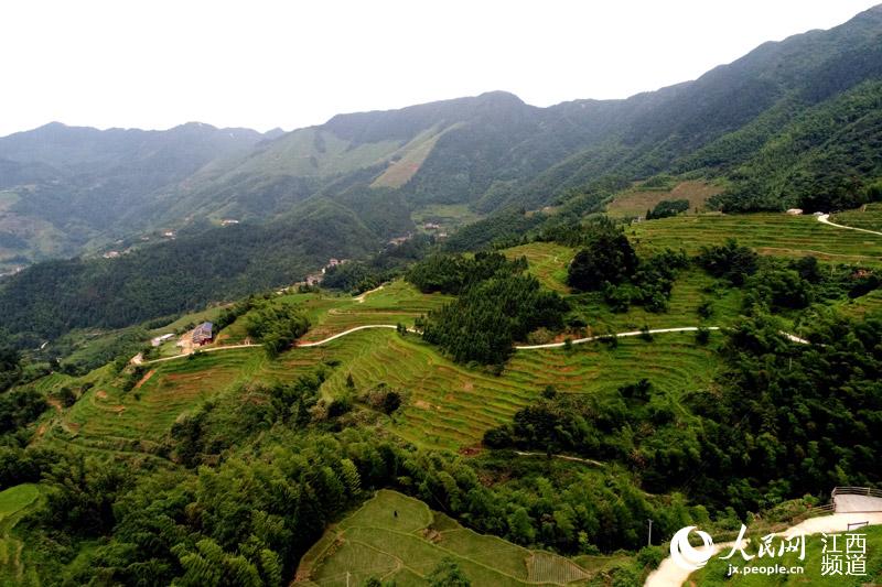 层层叠叠美不胜收 航拍“全球十大最美梯田”江西遂川左安梯田