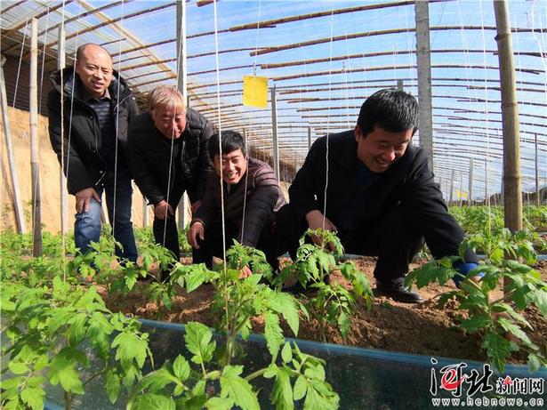 【脱贫攻坚 · 河北一日】“只要有信心，黄土变成金！”