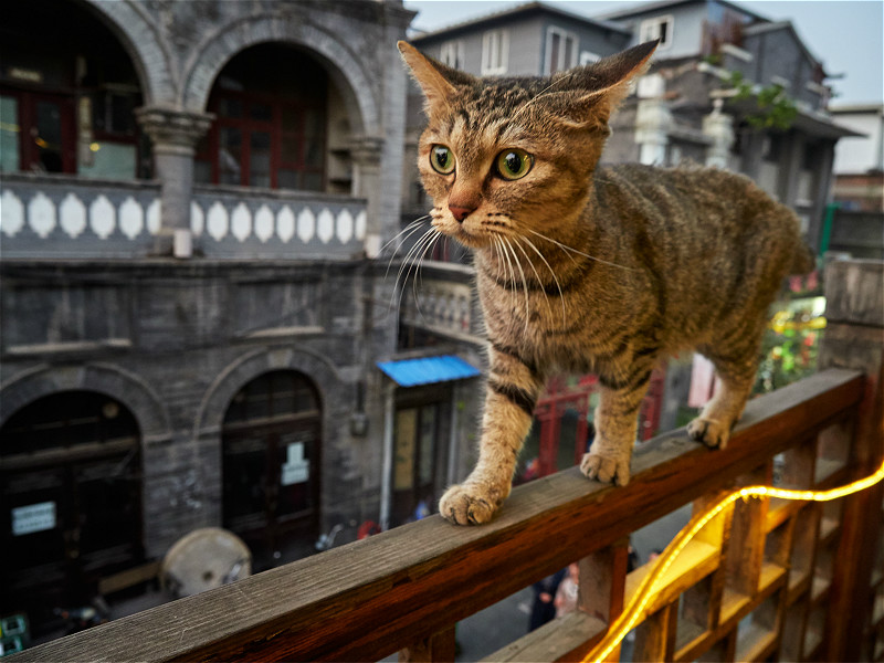 图片默认标题_fororder_37-瑞士丹尼尔05 Cat on a fence_meitu_17