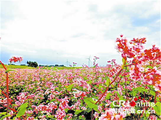 2017年陕西现代农业五强县出炉  引领县域农业发展